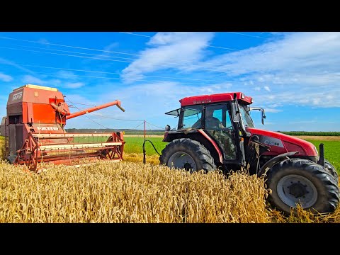 Case IH CS 68 mit FAHR M66TS Mähdrescher wie in alten Zeiten beim Weizen dreschen 2024