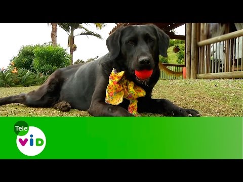"Lola" La Mascota Consentida De Luz Maria Osorio - (Patas Arriba) - Tele VID