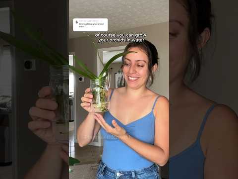 Can you grow orchid in water? #orchidcare #hydroponics #orchidcollection