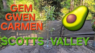 PLANTING AVOCADO TREES IN SCOTTS VALLEY CALIFORNIA GEM, GWEN, CARMEN HASS
