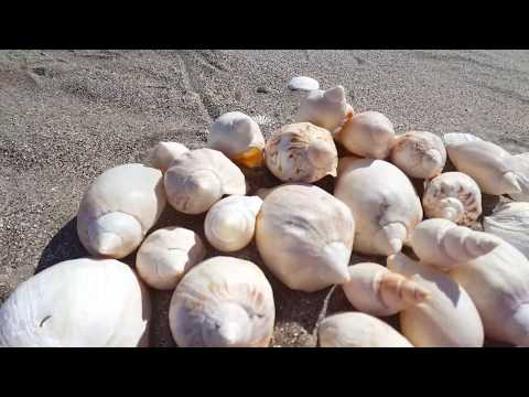 Volvi al cementerio de caracoles