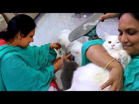 13 Cats hair fall naan veetula eppadi samalikuren😇