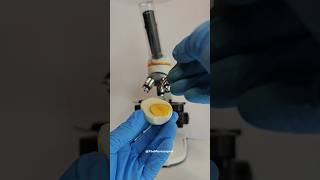 Download lagu Egg under the microscope🤯।।1000x Zoom #microscope #viralshort #boiledegg mp3