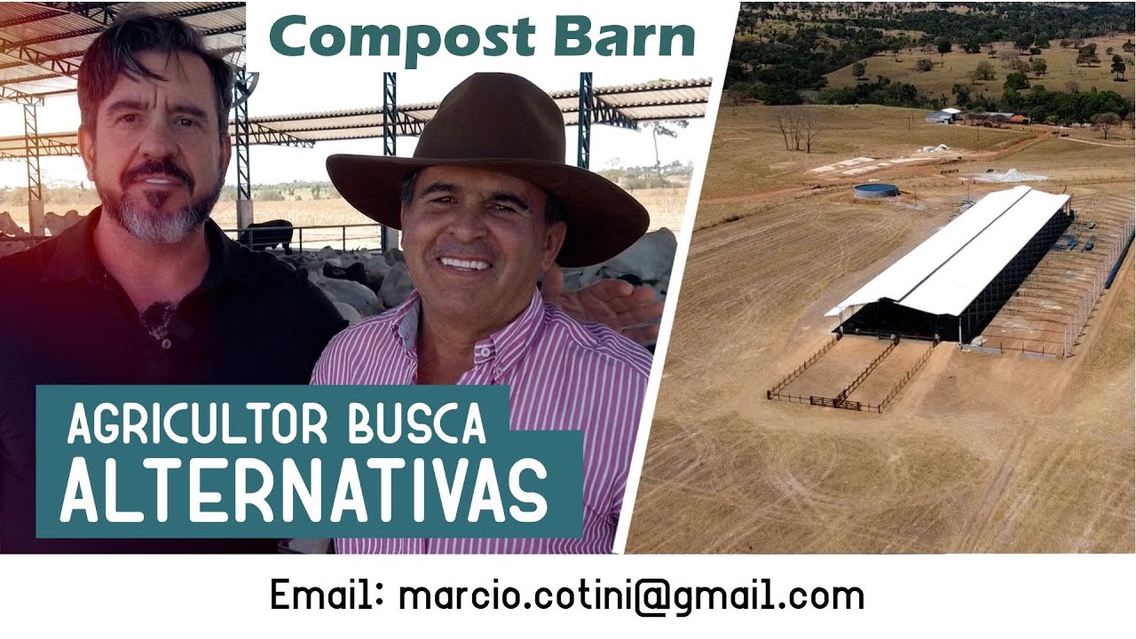 Compost Barn: agricultor busca alternativas para diminuir custo