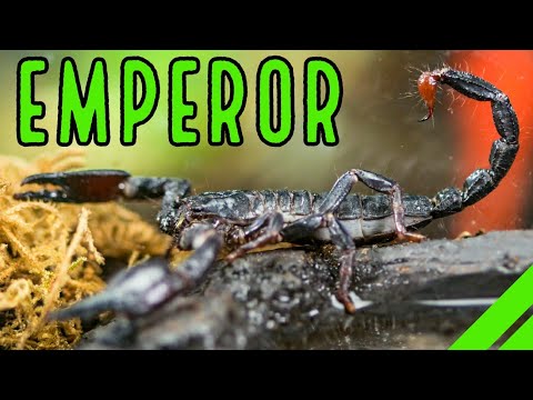 Škorpión cisársky (Pandinus imperator) — kompletný sprievodca chovom a starostlivosťou
