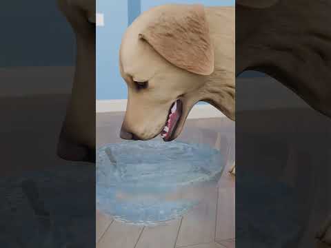 Los perros no beben agua, la comen #youtubeshorts