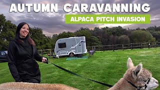 Alpaca Pitch Invasion at Caravan Our Campsite