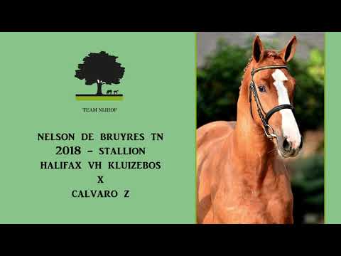 4. Nelson de Bruyres TN (Halifax vh Kluizebos x Calvaro)
