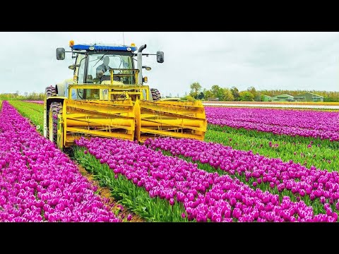 How Tons of Tulip Flowers Are Produced and Harvested - Tulips Cultivation Technique