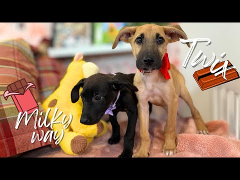 Milky Way Candy Bar, an adoptable Great Dane & German Shepherd Dog Mix in Provo, UT_image-1