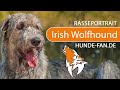 Irish Wolfhound 2019 History Appearance Temperament Training Exercise Care Health