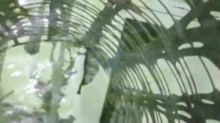 Bitch Prefect - I DONT MIND