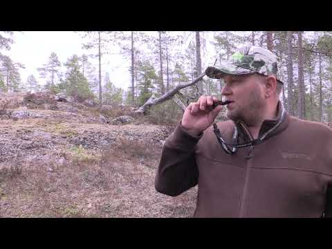 How to lure deer with Nordik Pro Roe