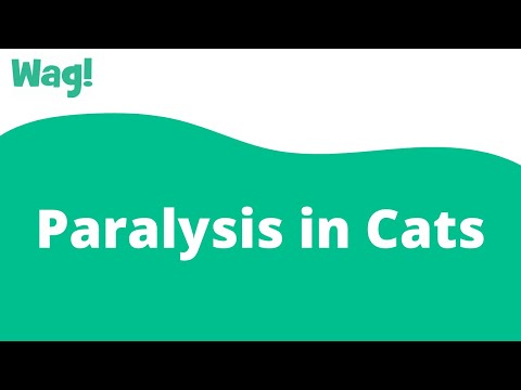 Paralysis in Cats | Wag!