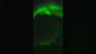 Aurora Borealis Over Forest Northern Lights