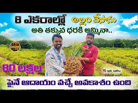 GINGER FARMING | GINGER CULTIVATION | SUCCESS STORY ON GINGER | NETIRAITHU