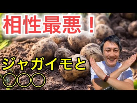 ジャガイモの隣に植えてはいけない植物は何ですか?最悪のコンパニオンプランツの完全なリスト  庭園