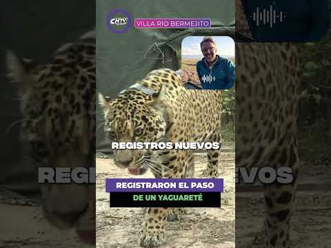 REGISTRARON EL PASO DE UN YAGUARETÉ