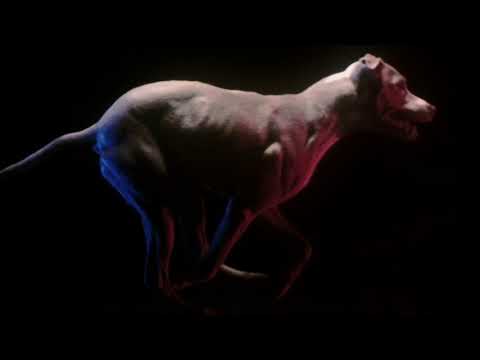Video thumbnail for Be Your Dog