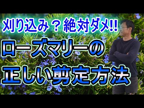 園芸 ローズマリー、多くの品種と港
