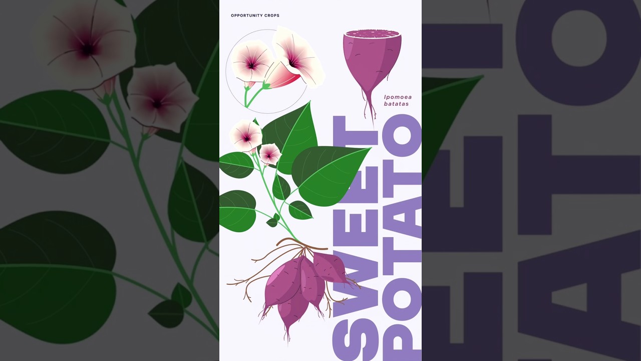 Opportunity Crops: Sweetpotato Leaves