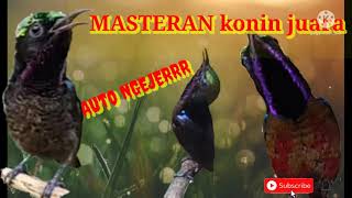 Download lagu MASTERAN KONIN FULL TEMBAKAN#masteranBurungJuara!!! mp3 Download lagu MASTERAN KONIN FULL TEMBAKAN#masteranBurungJuara!!! mp3