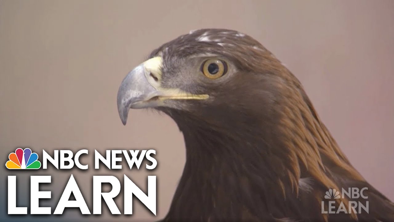 Looking for Golden Eagles