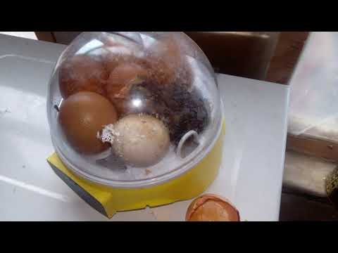 Рождения цыпленка в мини инкубаторе часть 2