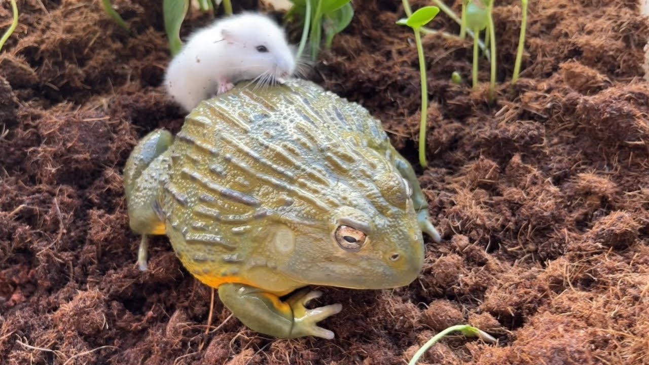 Big Bullfrog Saw The Hamster Eating The Vegetable Seedlings / live feeding