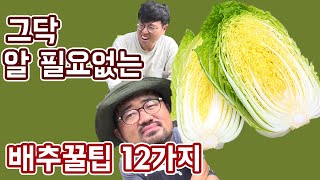 몰라도 되는 배추상식, 배추농사꿀팁 12가지 │농사직방