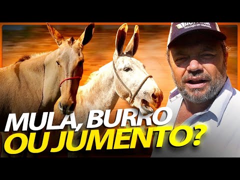 Mule Catches, the Top Gait! | Richard Rasmussen