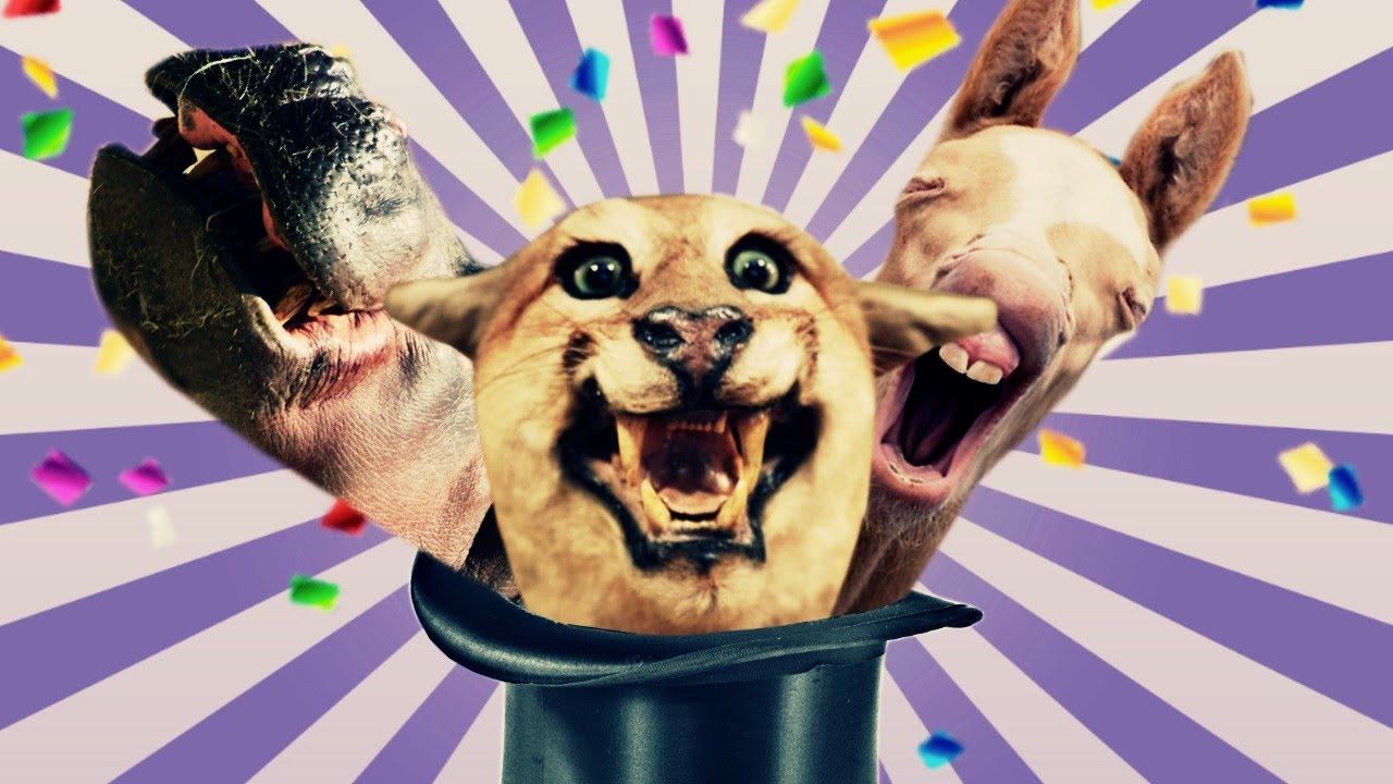 THE ZOO RACE ! thumbnail