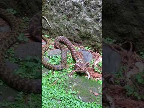 Slange der spiser frø i Nikko toshohu