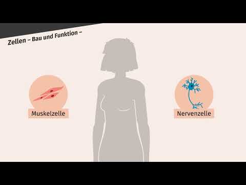 Organisationsstufen – Zellen, Gewebe, Organe  einfach erklärt | sofatutor