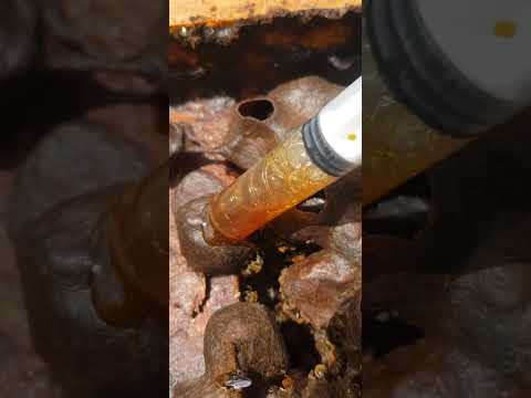 close up honey harvesting #bees #pot #honey #shorts