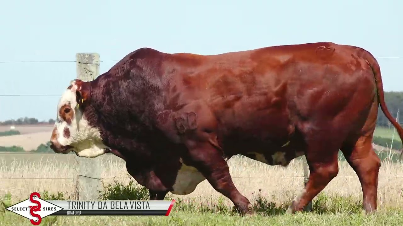 Vídeo BELVISTA 38-D116 TRINITY