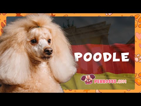 Guía oficial de Caniche Estándar