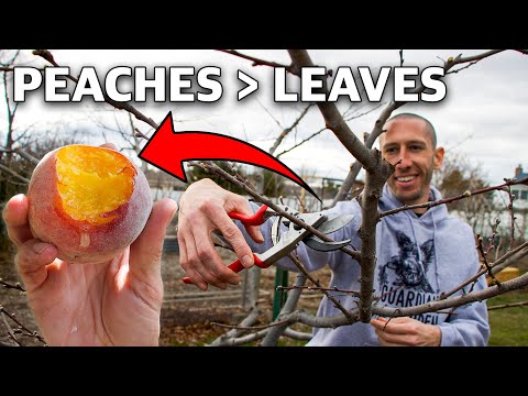 , title : 'How to Prune a Peach Tree in 4 Simple Steps!'