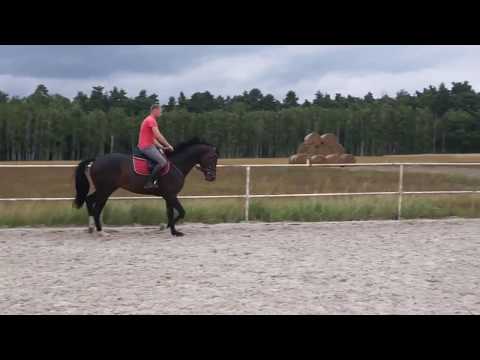 4yo stallion by Viscount