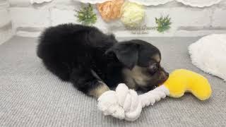 ハーフ犬の動画01