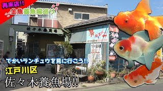 【再来店!!】とにかく極上らんちゅうが見ごたえ有！東京江戸川佐々木養魚場行ってみた!!