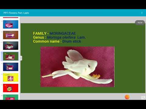 Sumia Fatima, Flowers , Part-I