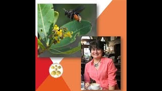 Polinização e Florivoria - aprenda sobre a origem dos recursos florais e polinizadores com a Profa. 