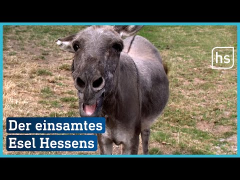 Happy End für Esel Dandy | hessenschau