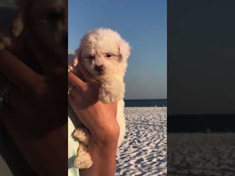 Coco is a spunky but sweet MaltiPoo