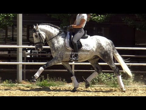 Advanced Andalusian PRE stallion 2017 - 1,64 cm (#MP502)