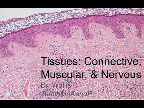 Tissues Part 2: Connective, Muscular, and Nervous Tissues