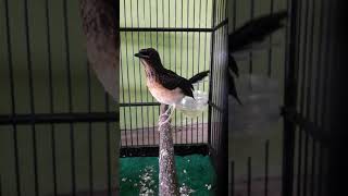 Download lagu Ciri anakan mure jantan mp3 Download lagu Ciri anakan mure jantan mp3