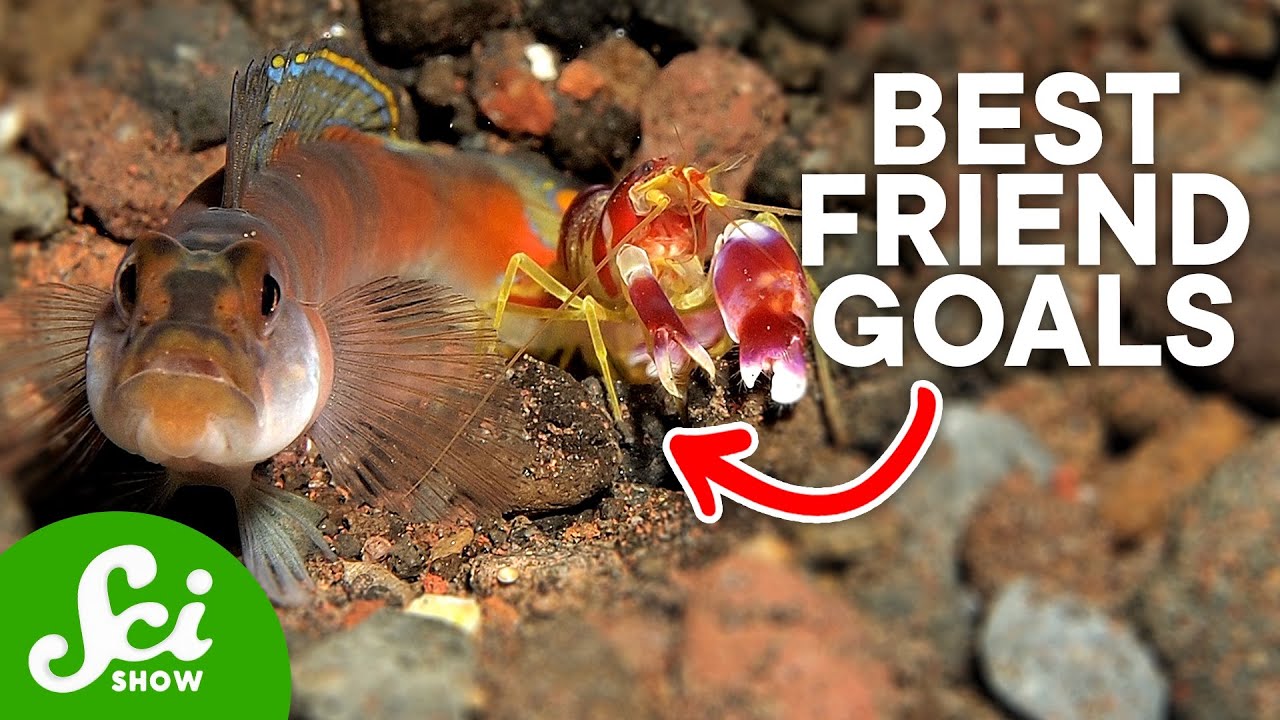 The Cutest Animal Friendships You've Ever Seen