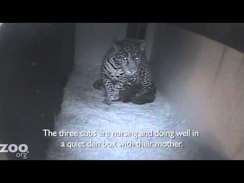 Jaguar Nayla's first three cubs born at Woodland Park Zoo Seattle